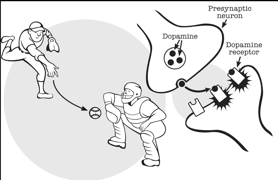 Dopamine as a Neurotransmitter explained Dopamine as a Neurotransmitter explained