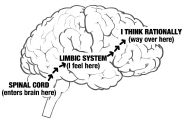 Biology of the Brain Biology of the Brain